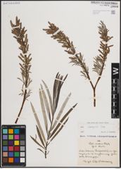 Foto von Salix eleagnos Scop.
